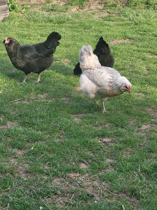 Vand gaini Ameraucana si oua