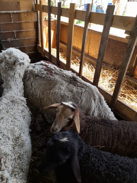 Срочно қой және қозы сатамын