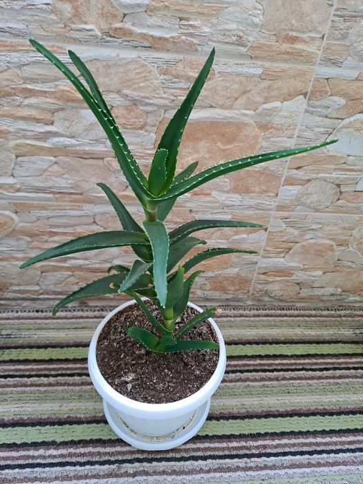 Лечебно алое вера за прозореца или терасата