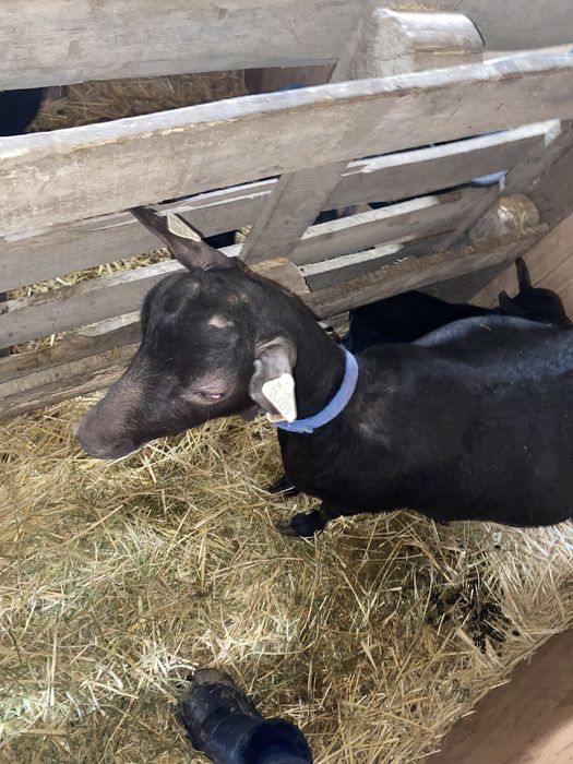 Capre Murciano originale