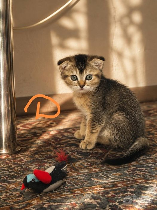Продаётся породистые котята