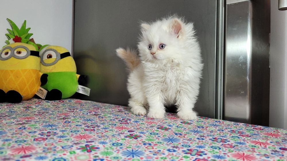 British Longhair red point  femela.