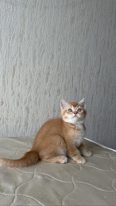 Продаются котята породы Шотланские шиншилы