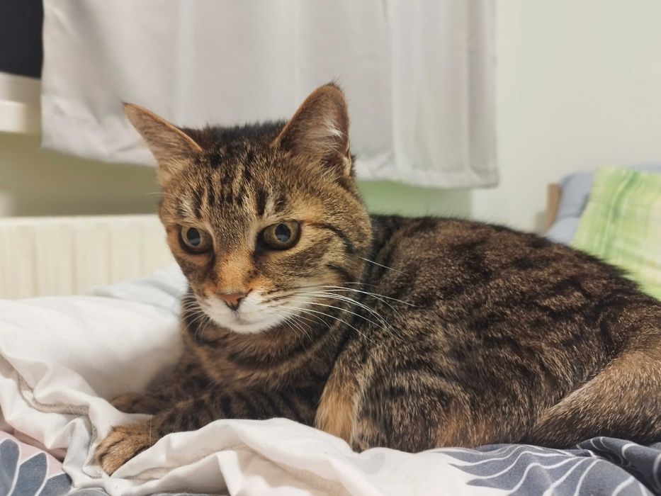 Мишето търси своя нов дом