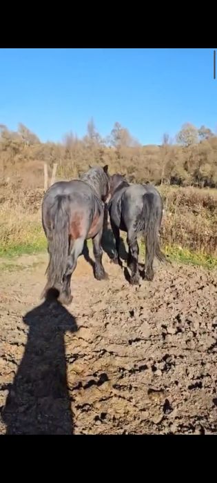 Vând doi mânji frați