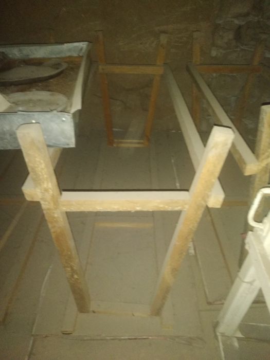 Gvineya chochqasining erkak jinsiy olatni