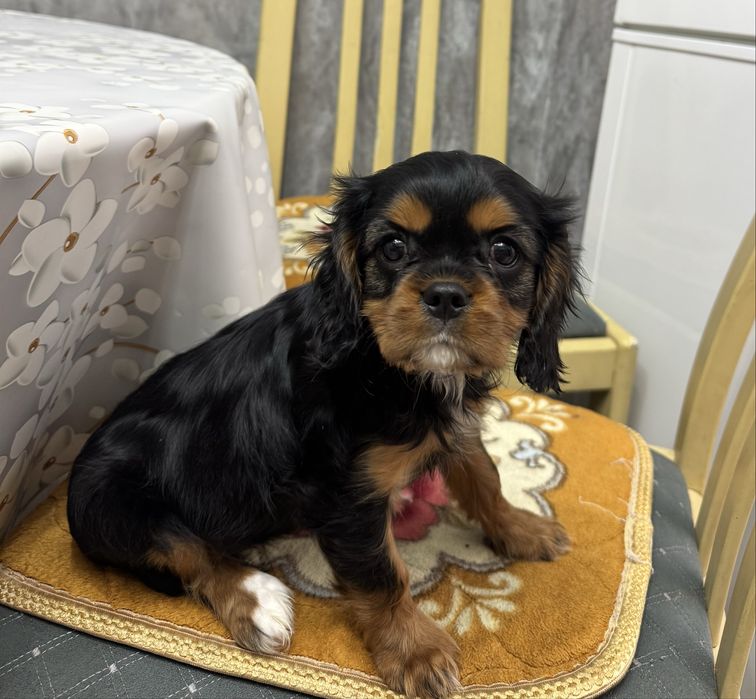 Кавалер чарльз кинг спаниель девочка