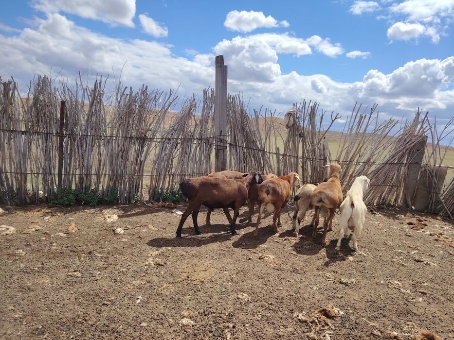 Асыл тұқымды қошқарлар сатылады.
