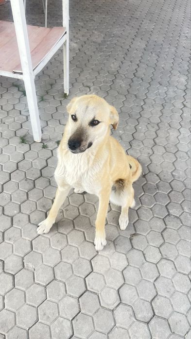 Отдам собачек в добрые руки