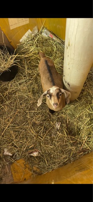 Нубийский козлик