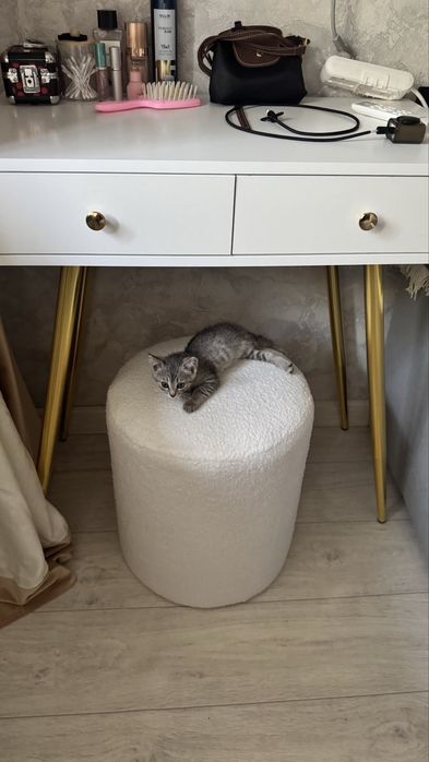 отдам котенка в добрые руки