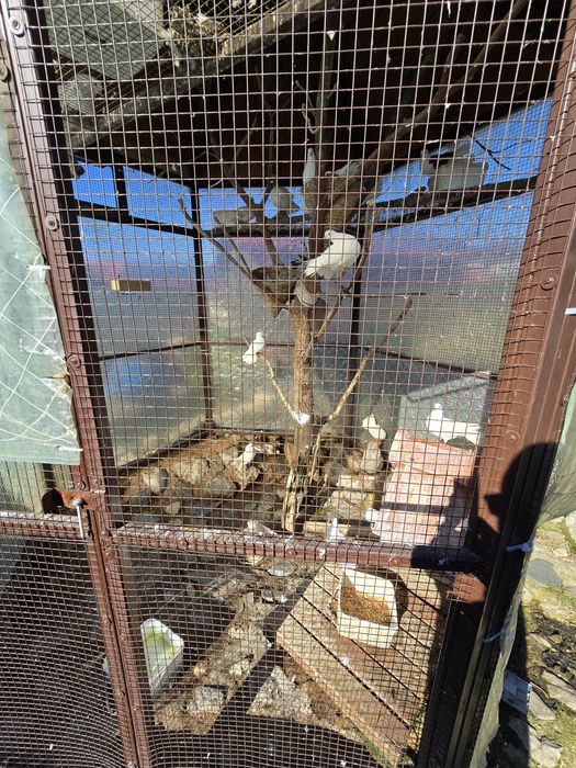 Гълъбарник ( клетка за птици )