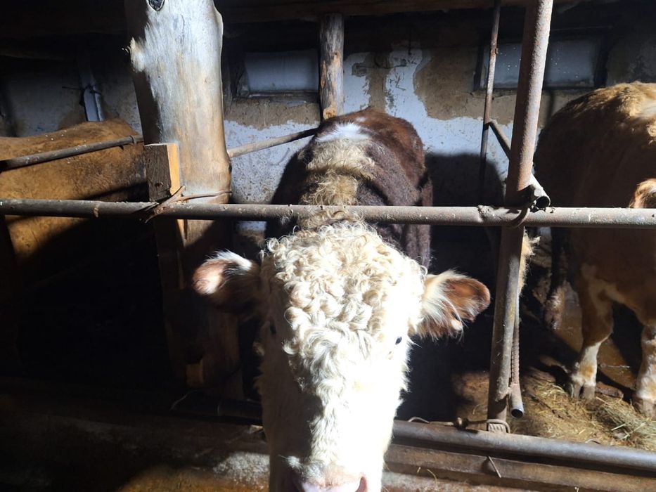 Бұқалар сатылады