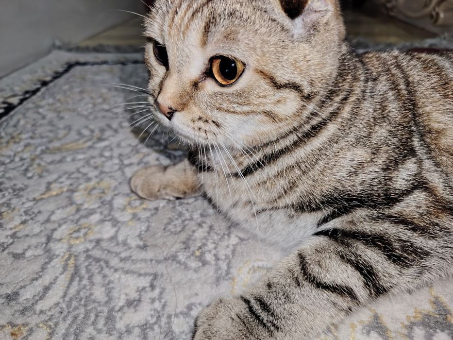 Продаём кошку девочку