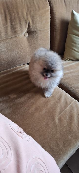 Мини  Померанчее