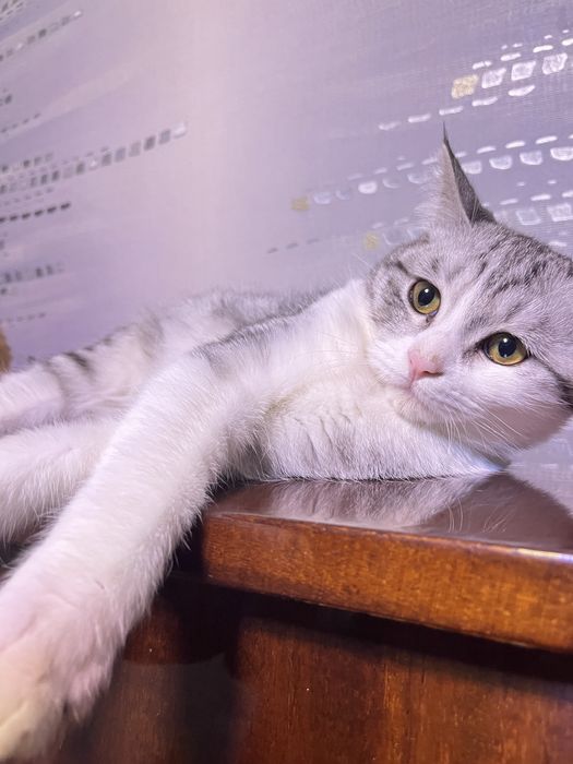 скоттиш страйт 5 месяцев