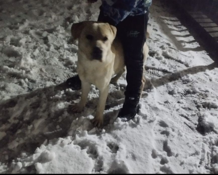 Продам Лабрадора летривер.