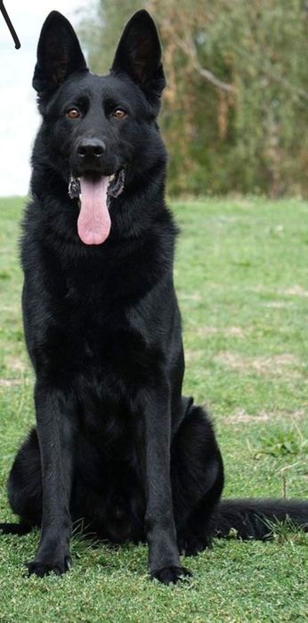 Чистокровная немецкая овчарка цвет черный приглашает на вязку