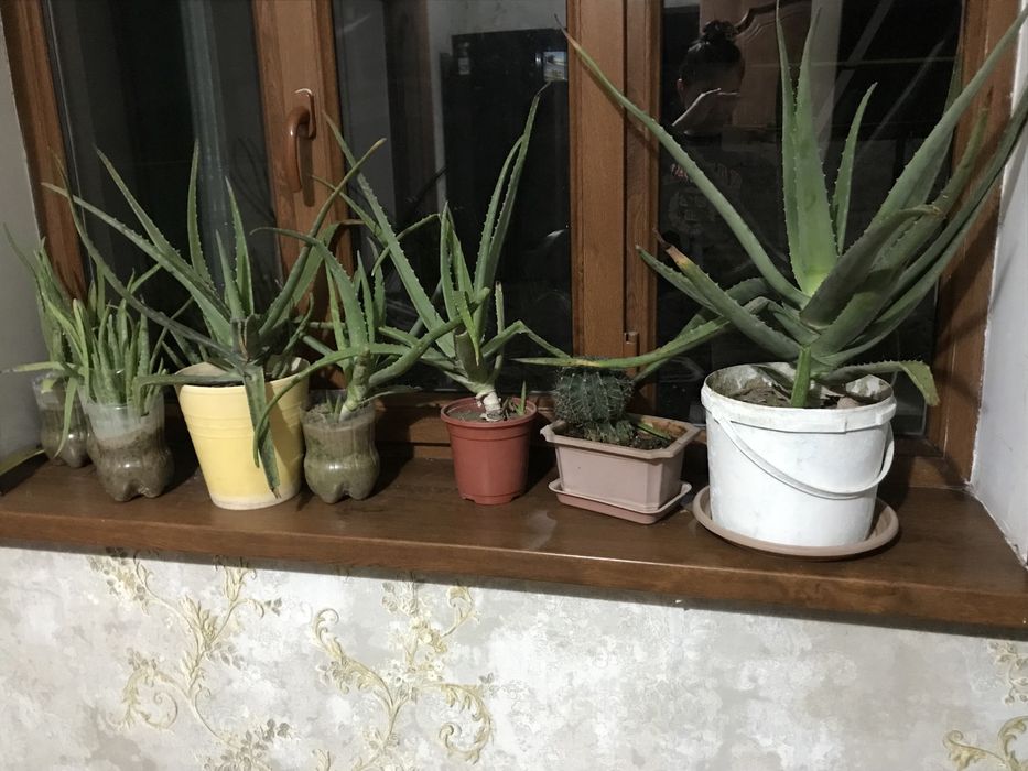 алоэ лечебный