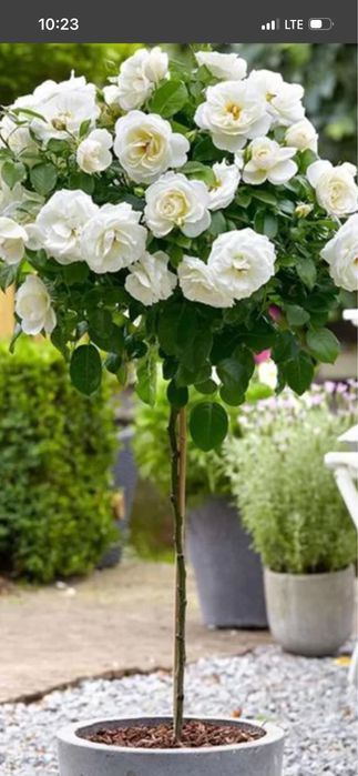 Vand trandafiri pomisor