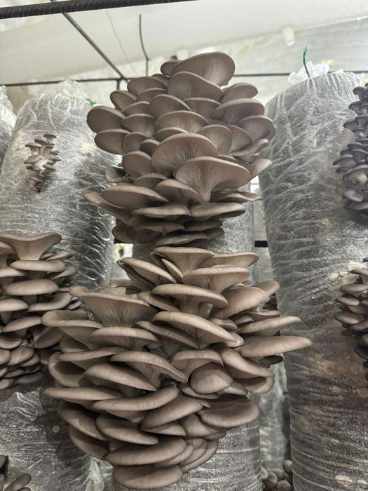 Мицелий грибов вешенка