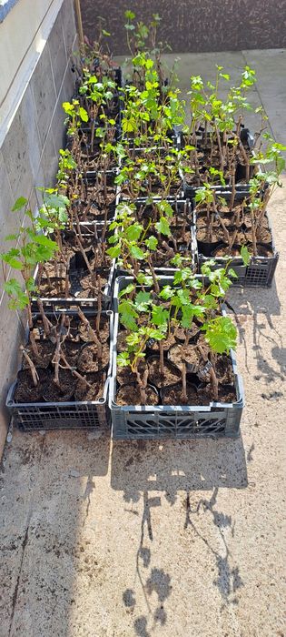 Жүзім кошет виноград