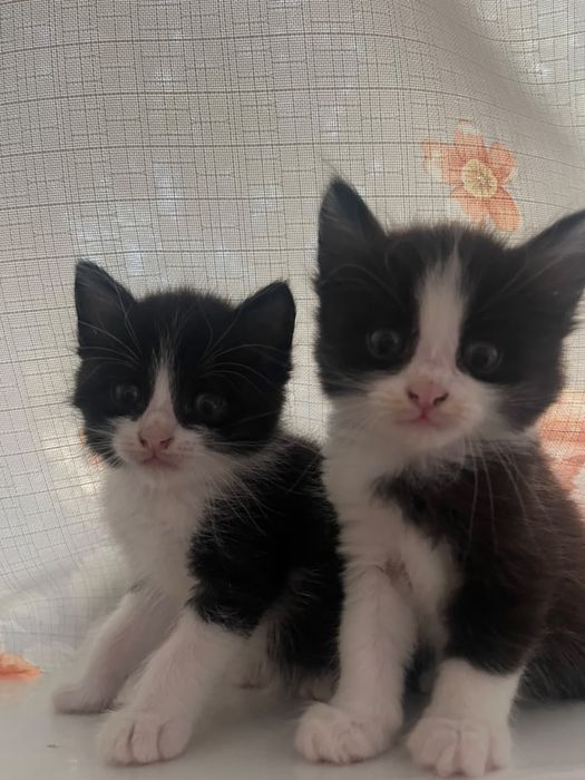 Котяты отдам даром. 2 месяца