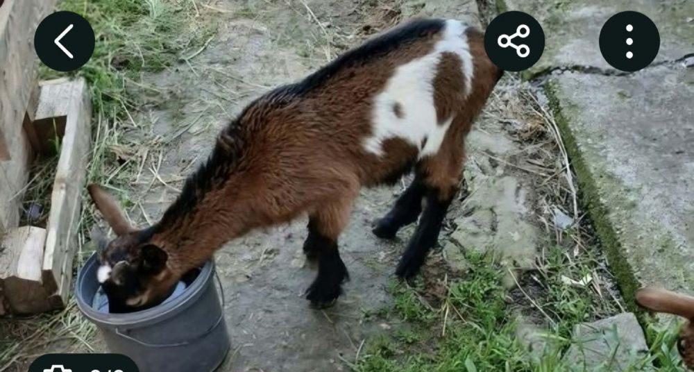 Tapii  un Alpin și un Metis