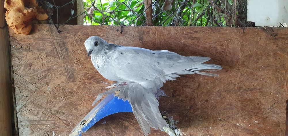 Голуби бойные разных мастей