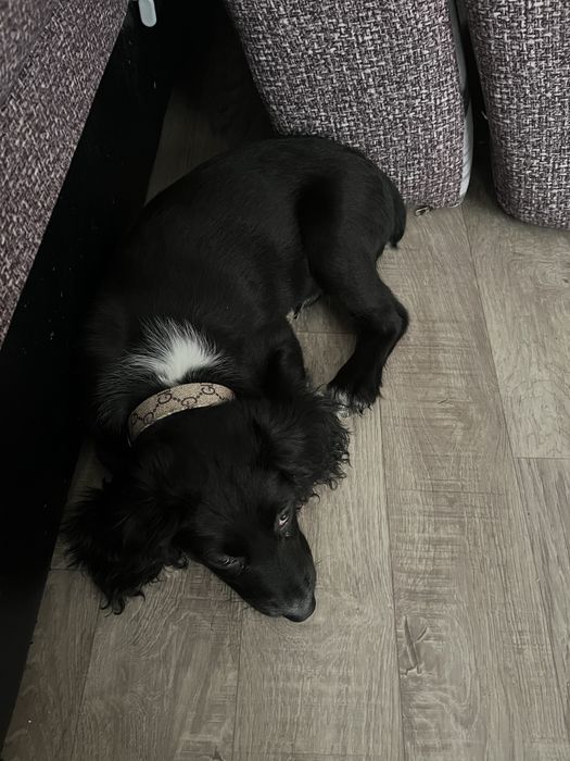 Английский коккер спаниель