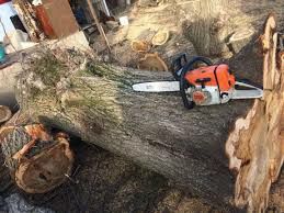 Tăiere copaci /debarasari apartamente evaluare pe watap program12/24h