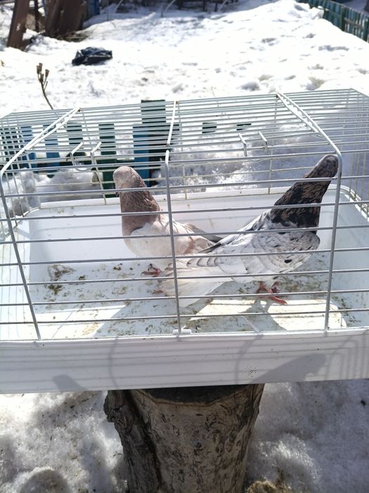 Продам разных голубей