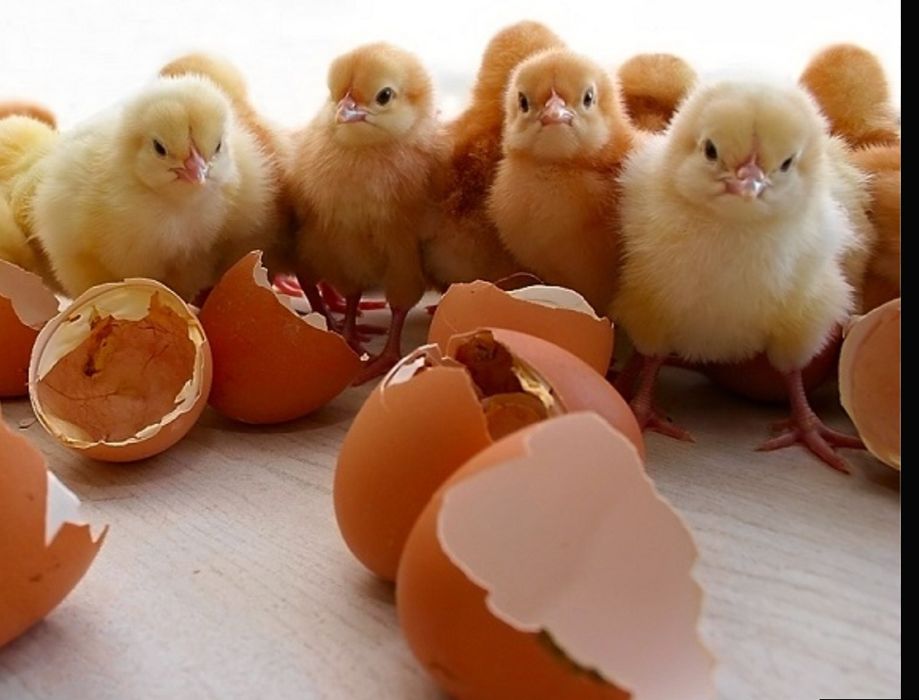 Яйца инкубационные Гусей, Индюшат, Цыплят, Утят