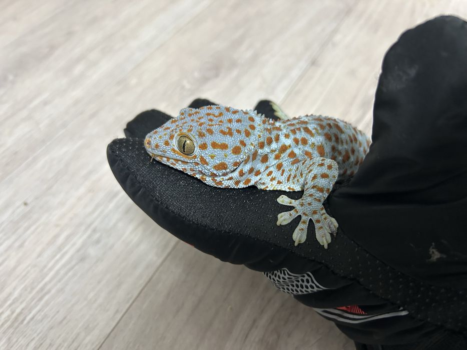 Пара гекконов Токи