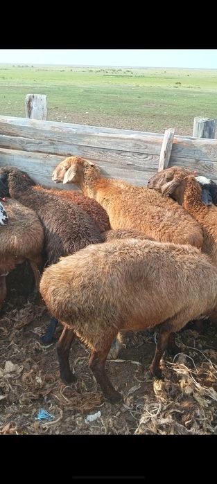 Продам 20 овце маток жирные