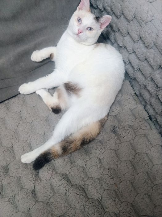 Отдам в добрые руки кошечку