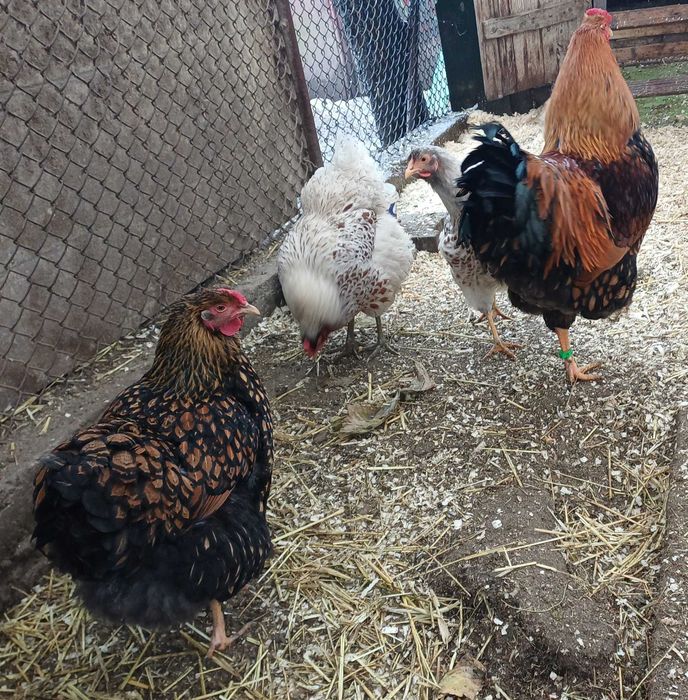 Vand oua pentru incubat wyandotte