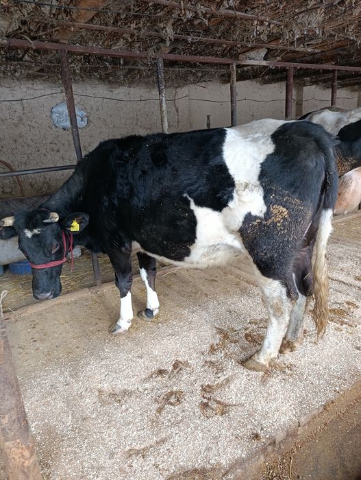 Корова Сиыр КРС.