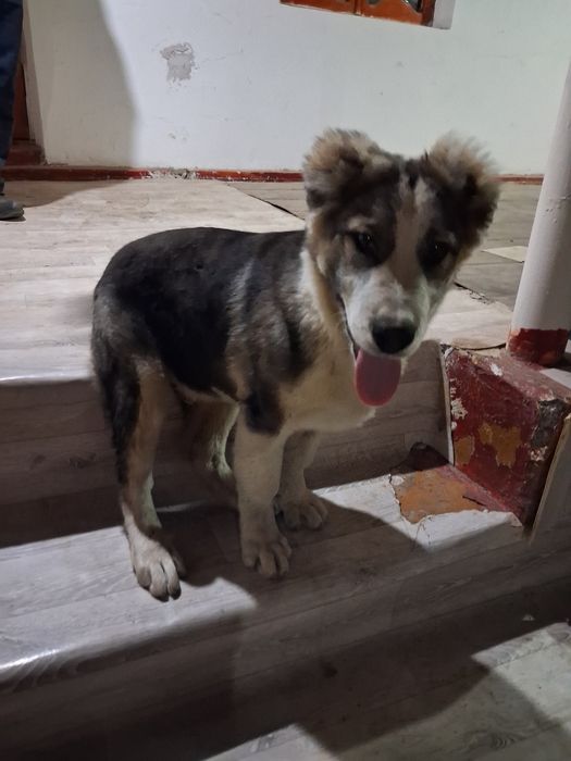 Кушык сатылады, 4-5 айлык