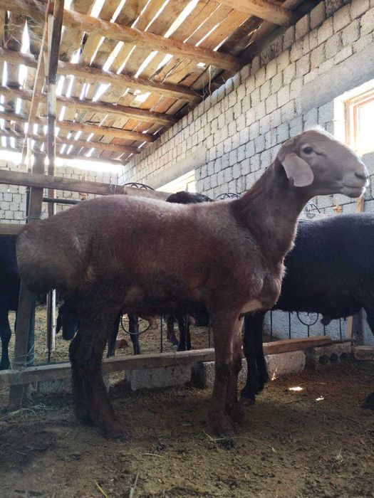 Qurbonlikka qoʻchqorlar