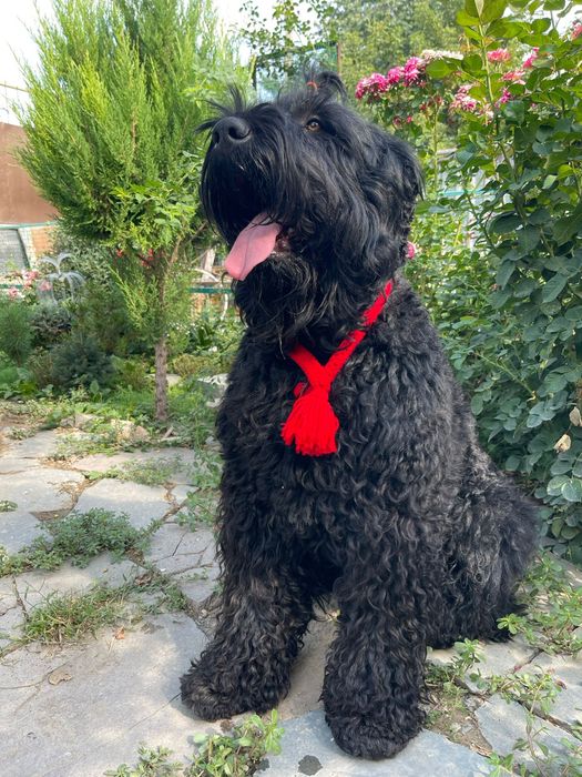 Предлагается кобель РЧТ на вязку.