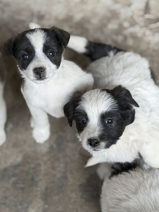 Отдаю щенят в добрые руки бесплатно.