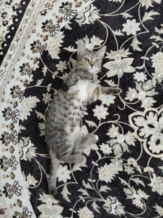 Отдам бесплатно кошку