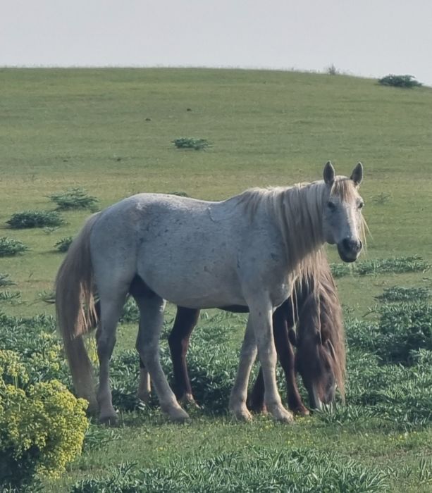 Айғыр бар жуас үйірге жақсы