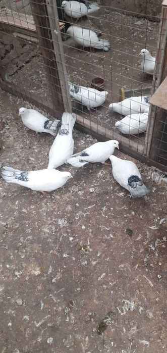 Гълъби за продан