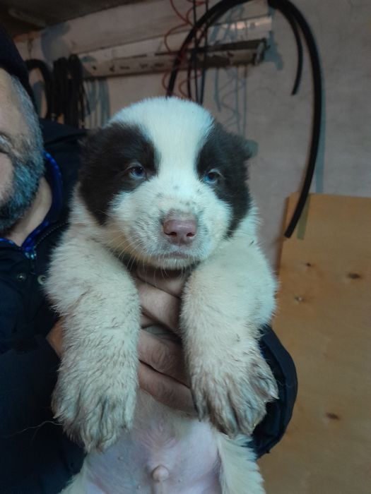 Щенок САО алабая