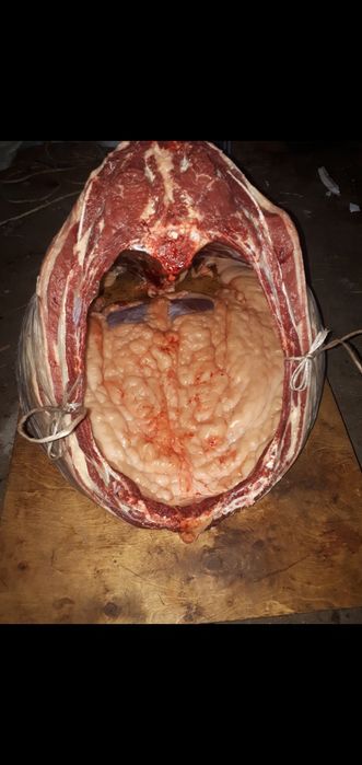 Продаю лошадь ( кунан, байтал) откормленный