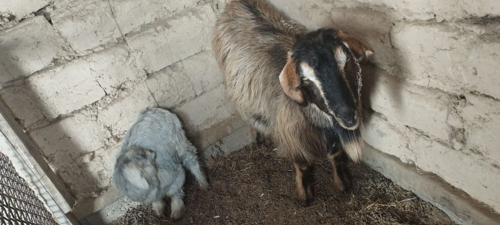 Лақты ешкі сатылады