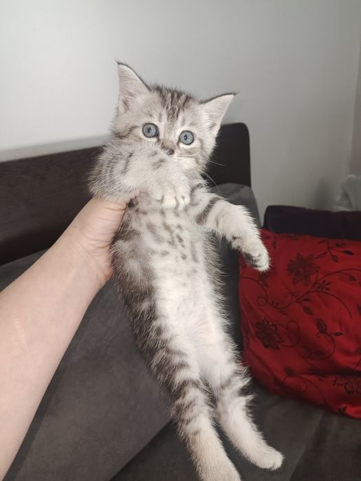 Шотландский прямоухий мальчик