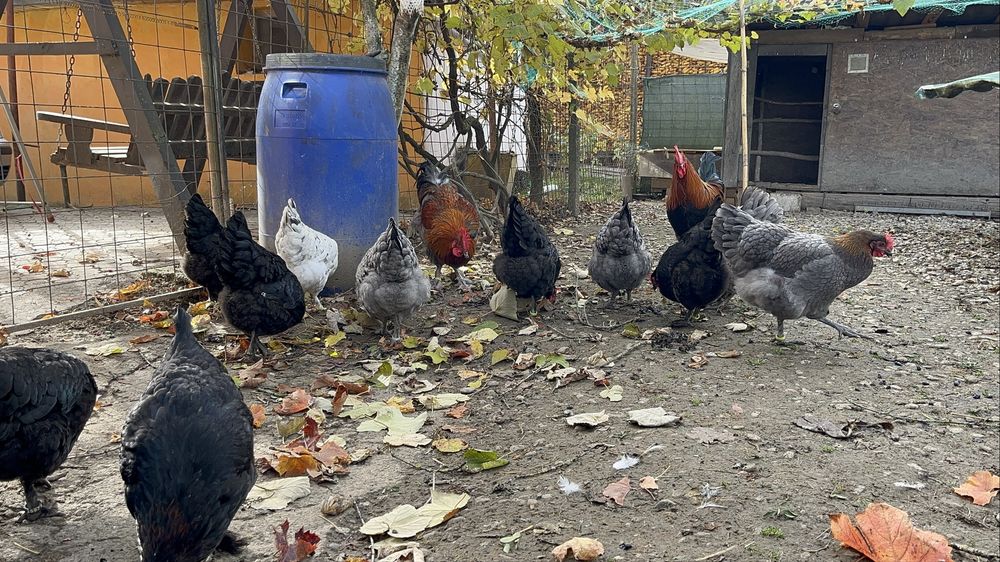 Gaini si cocoși Marans